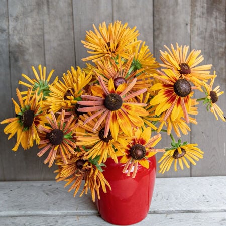 Chim Chiminee, Rudbeckia - Packet image number null